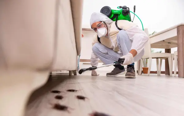 Professional pest control for your home in Port Elizabeth