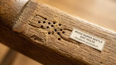 Wood borer beetle damage